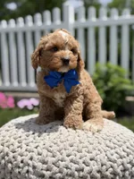 F1 Jordan, a male Cavapoo for sale in Mayfield, KY – 5 of 8