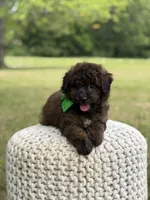 Beckett, a male Miniature Goldendoodle for sale in Mayfield, KY – 5 of 10