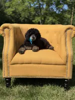 AKC Wally, a male Poodle - Multi-Colored Standard for sale in Mayfield, KY – 10 of 10