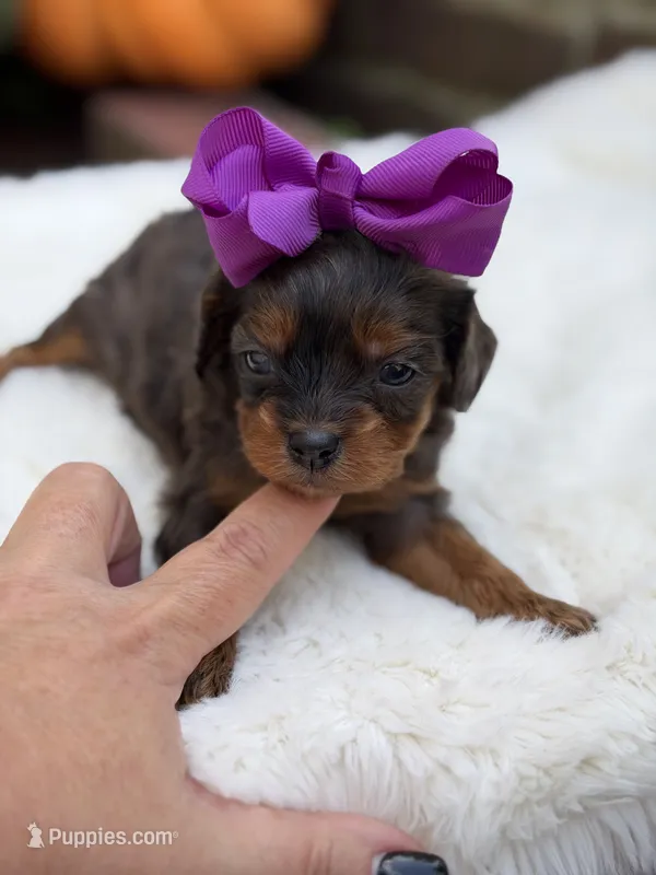 Purple bow – Cavapoo puppy for sale in Mayfield, KY