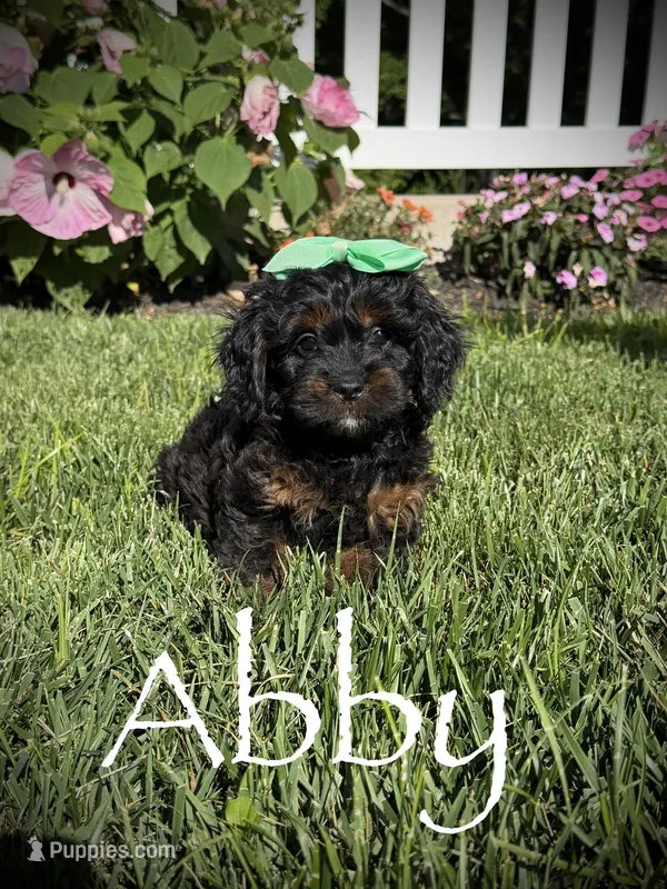 F1 Abby – Cavapoo puppy for sale in Mayfield, KY