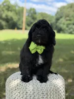 Mario, a male Miniature Goldendoodle for sale in Mayfield, KY – 5 of 10