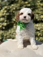 Dawson, a male Cavapoo for sale in Mayfield, KY – 9 of 10