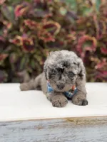 Hollis , a male Miniature Bernedoodle for sale in Mayfield, KY – 7 of 10