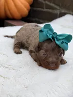 Teal bow, a female Miniature Bernedoodle for sale in Mayfield, KY – 4 of 7