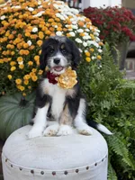 F1 Victoria, a female Bernedoodle for sale in Mayfield, KY – 5 of 10