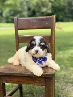 Uncle Sam , a male Miniature Bernedoodle for sale in Mayfield, KY – 8 of 10