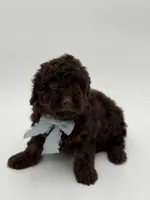 F1B Camden, a male Cavapoo for sale in Mayfield, KY – Photo 4 of 9