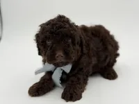 F1B Camden, a male Cavapoo for sale in Mayfield, KY – Photo 5 of 9