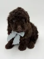 F1B Camden, a male Cavapoo for sale in Mayfield, KY – Photo 8 of 9