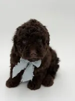 F1B Camden, a male Cavapoo for sale in Mayfield, KY – Photo 6 of 9