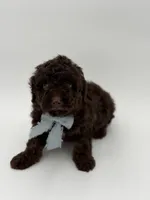 F1B Camden, a male Cavapoo for sale in Mayfield, KY – Photo 2 of 9