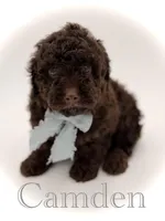 F1B Camden, a male Cavapoo for sale in Mayfield, KY – Photo 1 of 9
