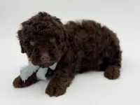 F1B Camden, a male Cavapoo for sale in Mayfield, KY – Photo 3 of 9