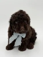 F1B Camden, a male Cavapoo for sale in Mayfield, KY – Photo 7 of 9