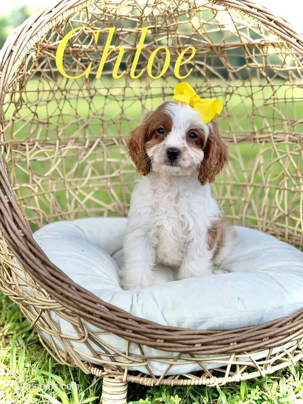 F1 Chloe – Cavapoo puppy for sale in Mayfield, KY
