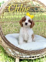 F1 Chloe, a female Cavapoo for sale in Mayfield, KY – 1 of 10