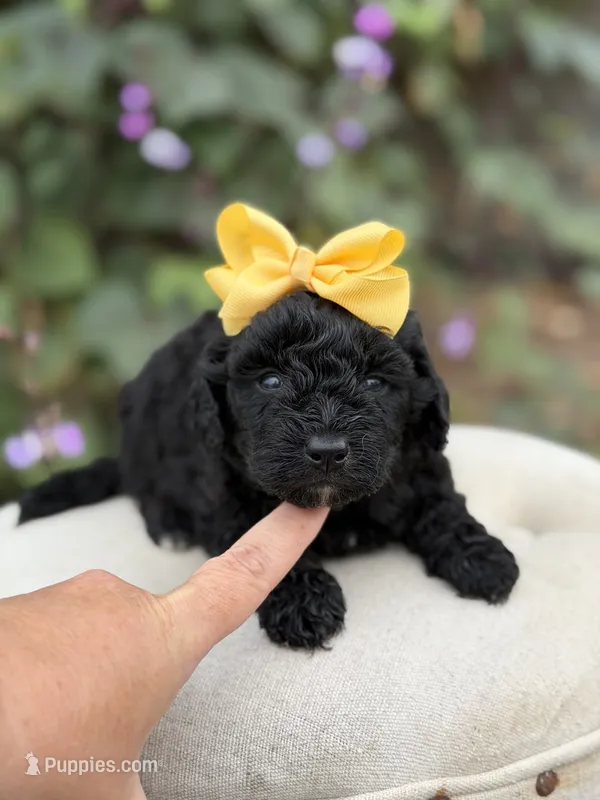Jasmine – Miniature Bernedoodle puppy for sale in Mayfield, KY