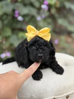Jasmine, a female Miniature Bernedoodle for sale in Mayfield, KY – 1 of 5
