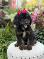 F1B Bridget, a female Bernedoodle for sale in Mayfield, KY – 4 of 9