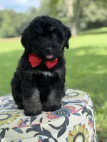 F1Tucker, a male Bernedoodle for sale in Mayfield, KY – 7 of 10