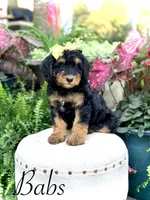 F1B Babs, a female Bernedoodle for sale in Mayfield, KY – 2 of 10