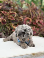 Hollis , a male Miniature Bernedoodle for sale in Mayfield, KY – 5 of 10