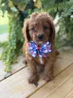 F1 Clark, a male Cavapoo for sale in Mayfield, KY – 8 of 10