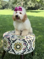 Nelly, a female Miniature Goldendoodle for sale in Mayfield, KY – 3 of 10