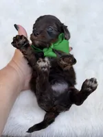 Green bow, a male Cavapoo for sale in Mayfield, KY – 2 of 10