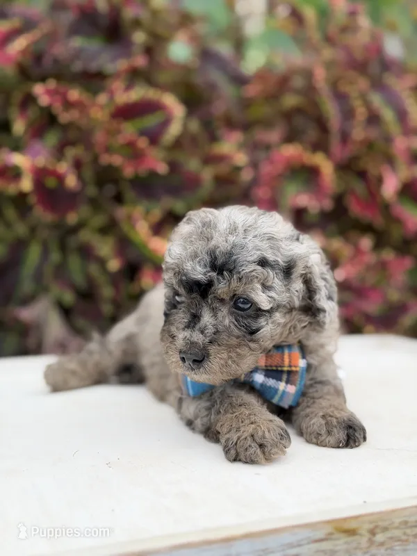 Hollis  – Miniature Bernedoodle puppy for sale in Mayfield, KY