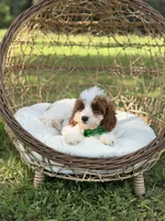 F1B Colton, a male Cavapoo for sale in Mayfield, KY – 8 of 10