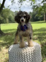 AKC Hunter, a male Poodle - Miniature  for sale in Mayfield, KY – 2 of 10