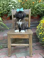 Tally, a female Shihpoo for sale in Mayfield, KY – 5 of 10