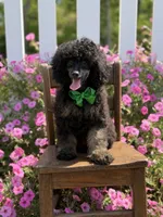 AKC Parker, a male Poodle - Toy  for sale in Mayfield, KY – 5 of 10