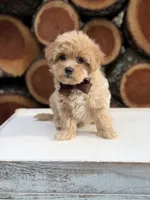 Archer, a male Maltipoo for sale in Mayfield, KY – 7 of 7