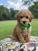 F1B Lucky, a male Cavapoo for sale in Mayfield, KY – 2 of 10