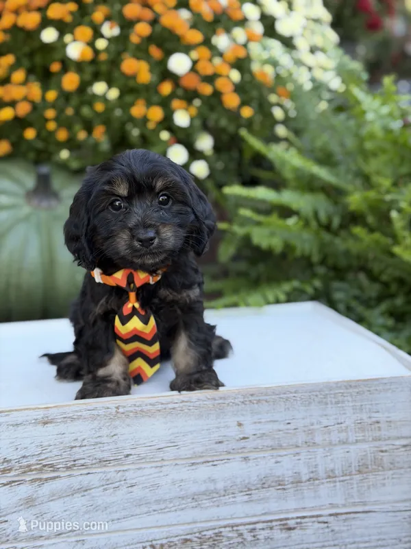 F1 Scooter – Cavapoo puppy for sale in Mayfield, KY