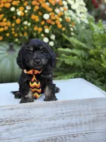 F1 Scooter, a male Cavapoo for sale in Mayfield, KY – 1 of 10
