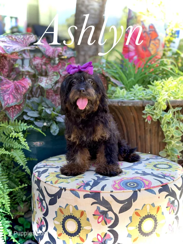 F1 Ashlyn – Cavapoo puppy for sale in Mayfield, KY