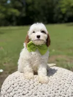 Dash , a male Cavapoo for sale in Mayfield, KY – 4 of 7