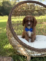 F1 Carter, a male Cavapoo for sale in Mayfield, KY – 10 of 10