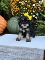 F1 Skeye, a female Cavapoo for sale in Mayfield, KY – 4 of 10