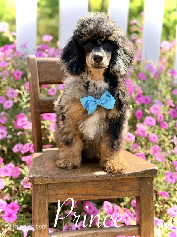 AKC Prince – Poodle - Toy  puppy for sale in Mayfield, KY
