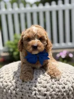 F1 Jordan, a male Cavapoo for sale in Mayfield, KY – 4 of 8
