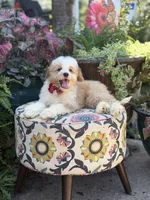 F1B Lincoln, a male Cavapoo for sale in Mayfield, KY – 6 of 10