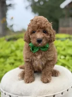 Patrick , a male Miniature Goldendoodle for sale in Mayfield, KY – 6 of 7