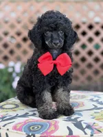 AKC Parker, a male Poodle - Toy  for sale in Mayfield, KY – 8 of 9