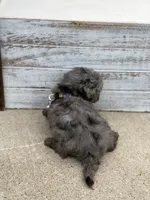 Hollis , a male Miniature Bernedoodle for sale in Mayfield, KY – 10 of 10