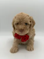 F1B Patrick, a female Cockapoo for sale in Mayfield, KY – Photo 3 of 7